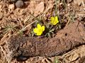 windflower 
